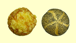 Mohnbrötchen